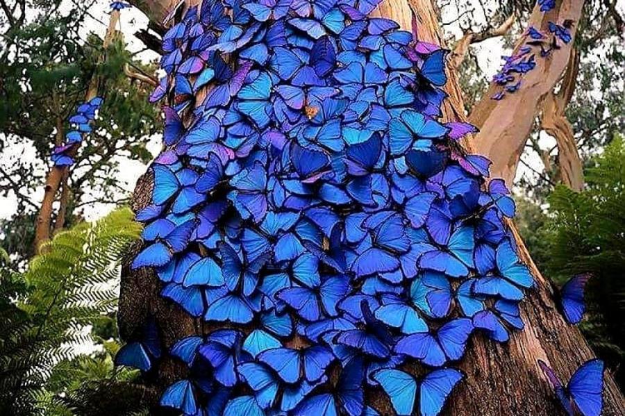 Pictures of blue butterflies the size of a hand, dubbed “charming creatures”