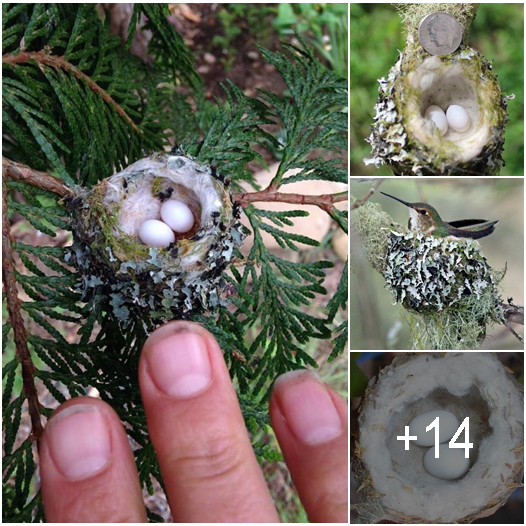 Hummingbird Nests are as Small as a Thimble, Be Careful Not to Prune Them