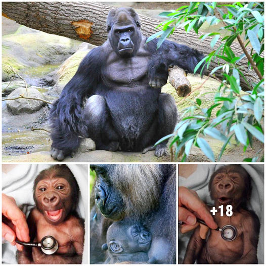 Newborn gorilla at Melboᴜrne Zoo then and now