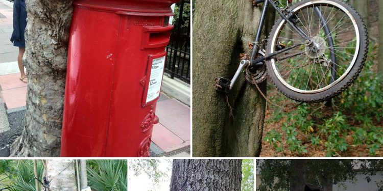 The Insatiable Hunger of the Ancient Forest: Trees Devouring Forgotten Objects