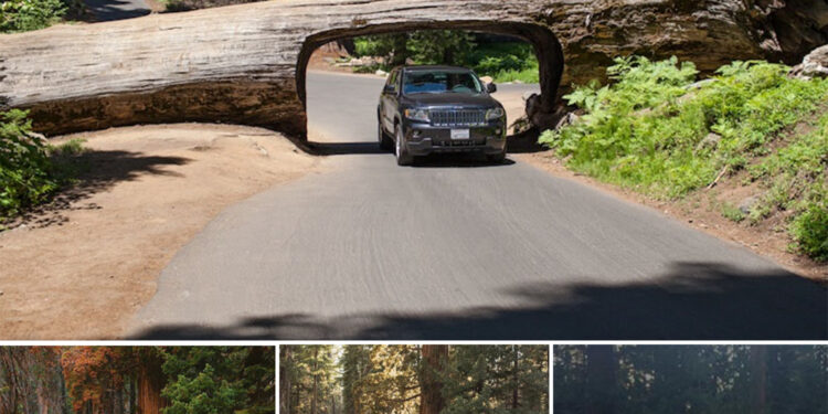 Sequoia National Park: Unveiling the Marvels of the “Home of Giants” – 10 Fascinating Facts