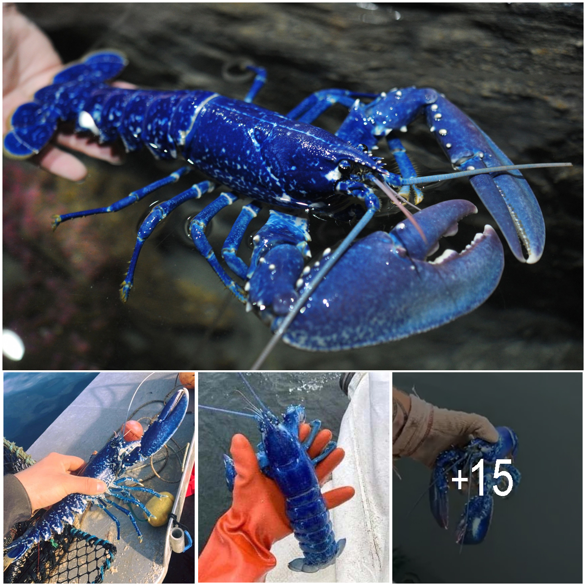 Stunned British Fisherman Catches Ultra-Rare Blue Lobster, Dubbed ‘One in 2 Million,’ and Immediately Releases It