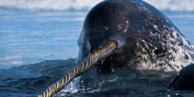 Narwhals Can ‘See’ Unlike Any Other Animal on Earth