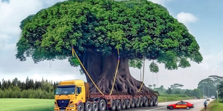 Enchanting Delight – Witness The Extraordinary Journey Of A 300-Year-Old Giant Tree Meandering Through The City