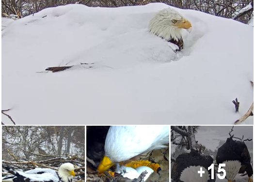 Bald Eagle Gets Buried Up To Its Neck in Snow While Protecting Its Eggs