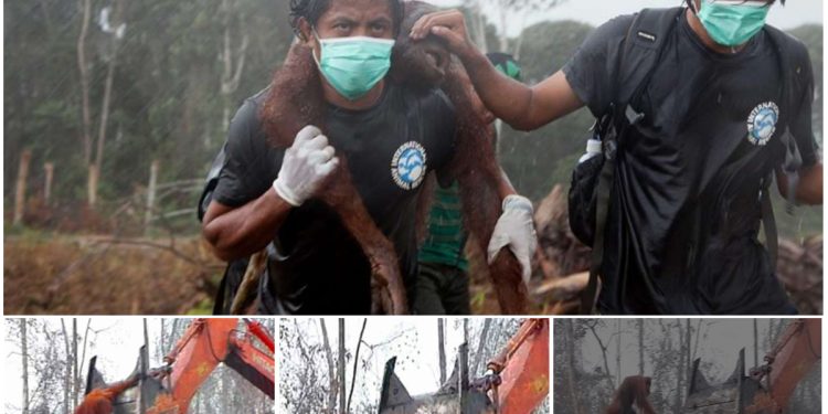 Heartbreaking Footage Of Orangutan Fighting Back Against Excavator Destroying His Home