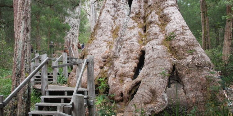 Exploring Australian southwest: The 5000-Year-Old Red Tingle Tree