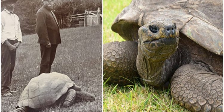 Jonathan is the longest living turtle in the world, this turtle is 190 years old