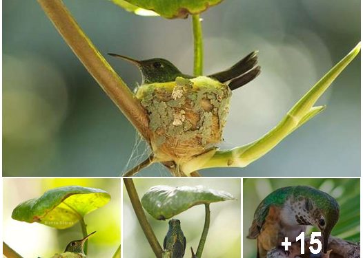 Clever Little Hummingbird Builds a Home With a Roof