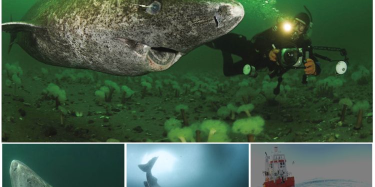 Scientists Discover 400-Year-Old Greenland Shark Likely Born Around 1620