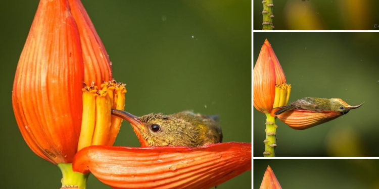 Tiniest Bird Uses A Flower Petal As Her Bathtub