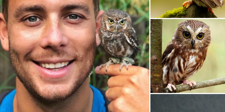 Meet The Elf Owl – The Tiniest Owl In The World