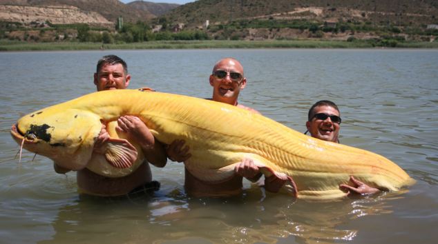 The largest albino catfish ever set a world record when fisherman brought it out of the water in the River Ebro.