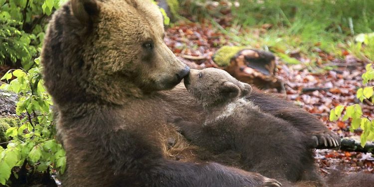 Give me a kiss, mum! Adorable bear cub cuddles up to its mother and gives her a peck