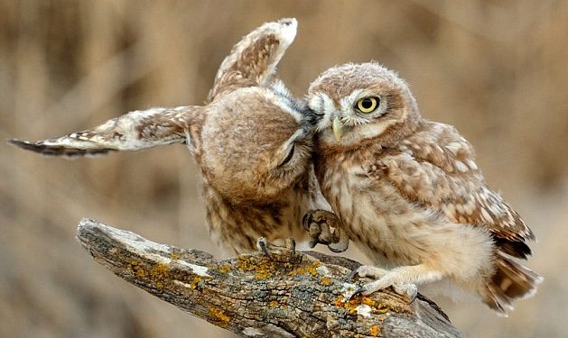 The cutest peck on the cheek you’ll see today! These owls prove they’re real love birds as they cuddle up for a kiss