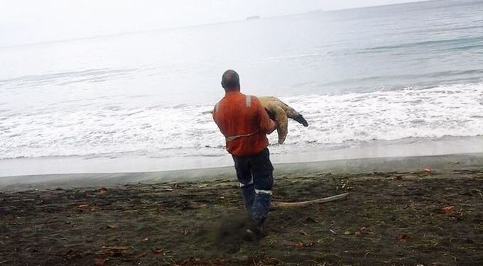 This Man From Greymouth Buys Turtle From Local Food Market And Releases Them Back To Sea