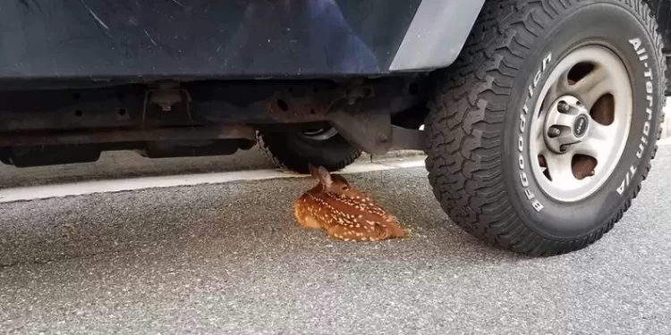 The exһаuѕted baby deer, unable to keep up with its mother when it was born, chose a place to rest that made many people’s hearts flutter.Video