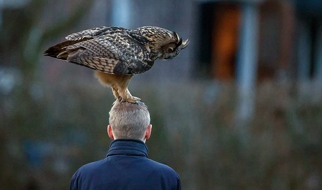 Surprise from the sky! The bird has a strange hobby of perching on the head of anyone passing by the house as an adorable greeting