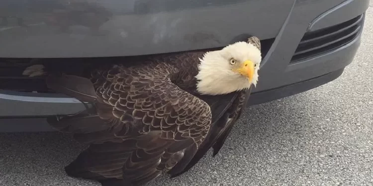 Crazy moment! The driver stopped the car and was shocked to discover an eagle stuck in front of his car in Florida