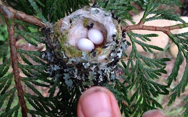 Hummingbird nests are as small as your fingernail, please be careful not to trim them