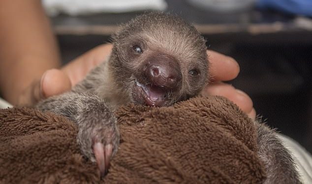 Don’t cry anymore, son! The adorable baby sloth is being raised by zookeepers in Florida after its mother chased it away