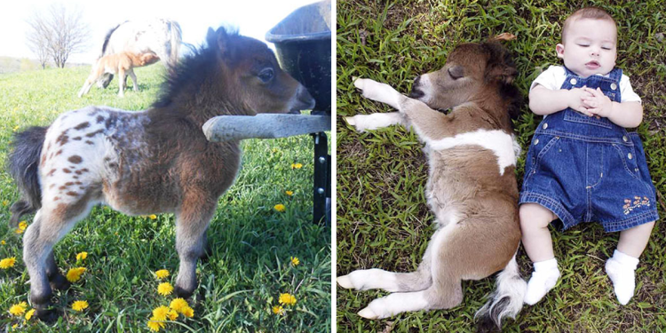 The world’s smallest horses are just the size of a child, making you just want to hug and kiss them without wanting to ride them