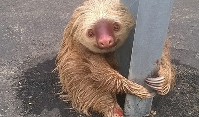 The adorable sloth was rescued by traffic police after getting stuck while crossing the highway and became a worldwide online celebrity in just a few days.