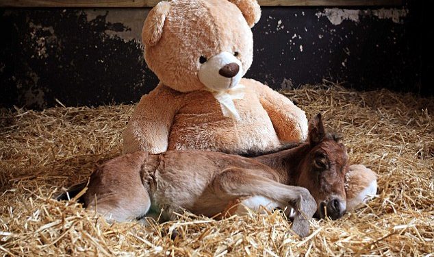 Mom’s warm kiss! Orphaned horse hugs giant teddy bear as mother every night after years of growing up and the two are inseparable.video