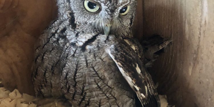 Lovely confusion! An owl raises a duckling after mistaking a duck egg for his own