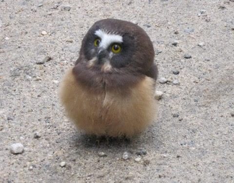 A lovely and accidental encounter between a police officer and a baby bird that has lost its mother