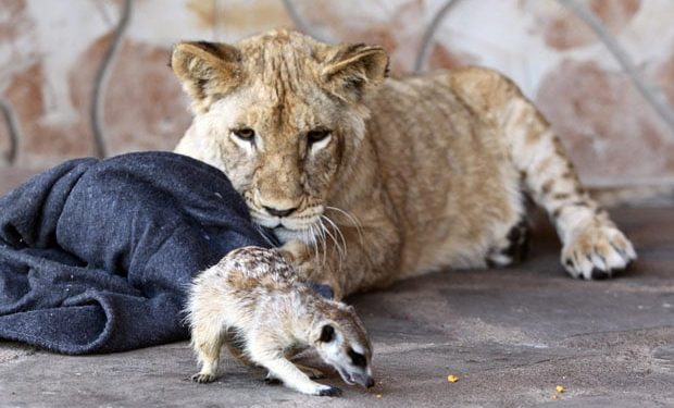 The most beautiful orphan friendship I’ve ever seen! A lion and meerkat form an unlikely bond after being adopyed at 1 day old