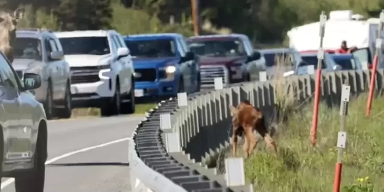 Heartwarming moment! Man helps exhausted newborn moose cross road to reunite with mother in Alaska in widely shared video